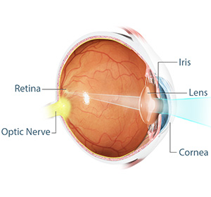 image of eye with all the different anatomy parts labelled.